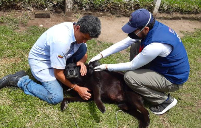 Día internacional del perro callejero