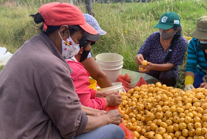 Seguridad Alimentaria