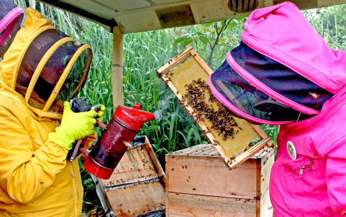 Protección abejas