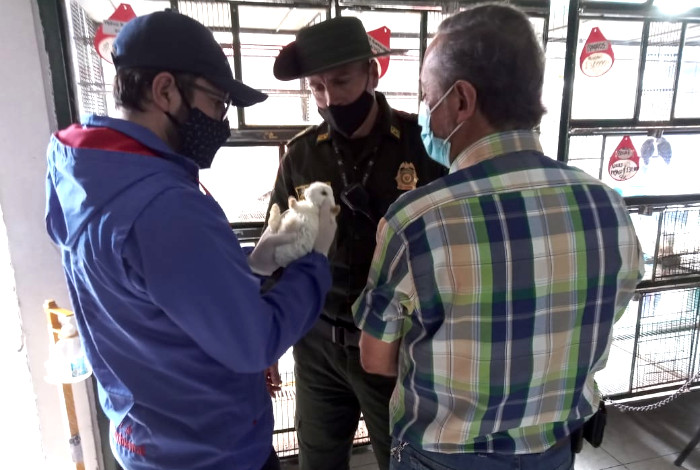 Venta de animales