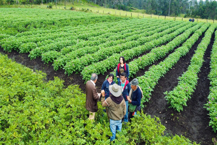 Imagen donde se muestra un cultivo de papa criolla