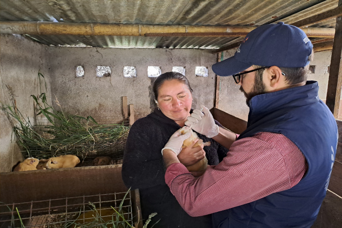 vermifugación y manejo de los cuyes y conejos