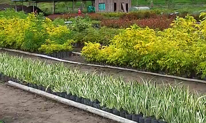 Vivero Municipal - Pasto