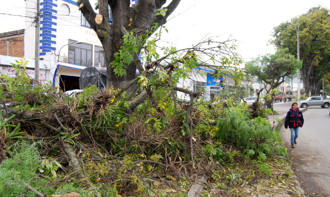Mantenimiento arboles Avenida Santander 