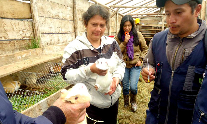 Cuyicultura Pasto - 2013