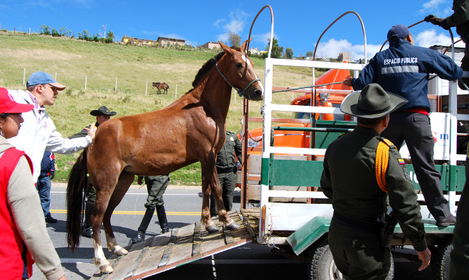Operativo semovientes Pasto - 2013