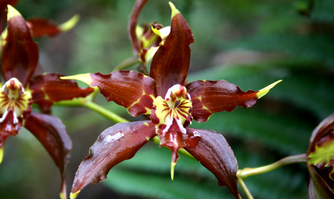 Orquidea - Pasto