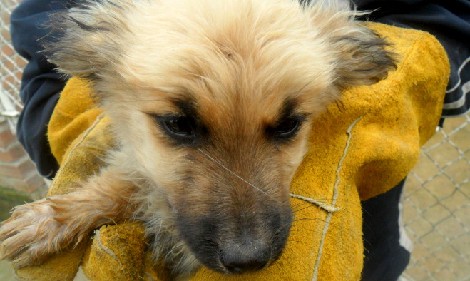 Perrito