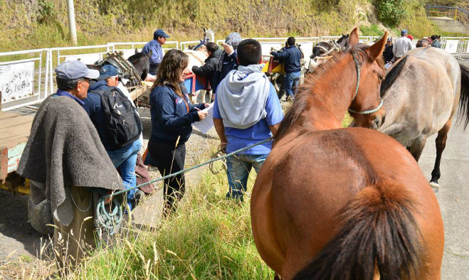 Censo equino - Pasto 2014
