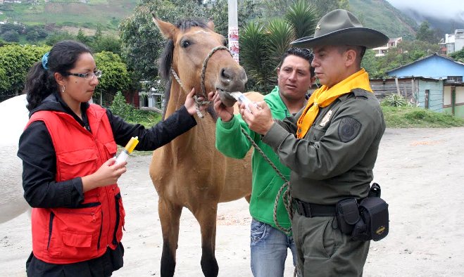 Atención equina - Pasto 2014