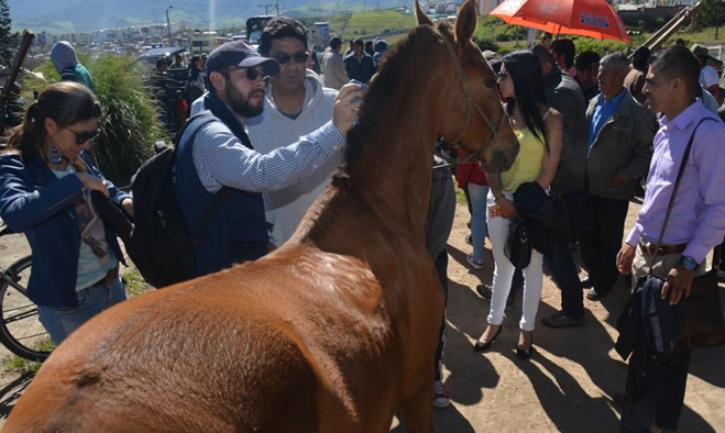 Tercera entrega de equinos