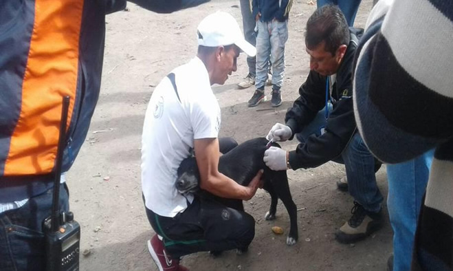 Jornada vacunación mascotas