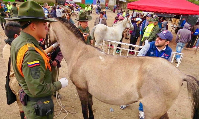Ruta de protección animal para equinos