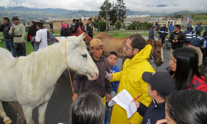 Proceso de jubilación de equinos que trabajaban con carretillas de tracción animal