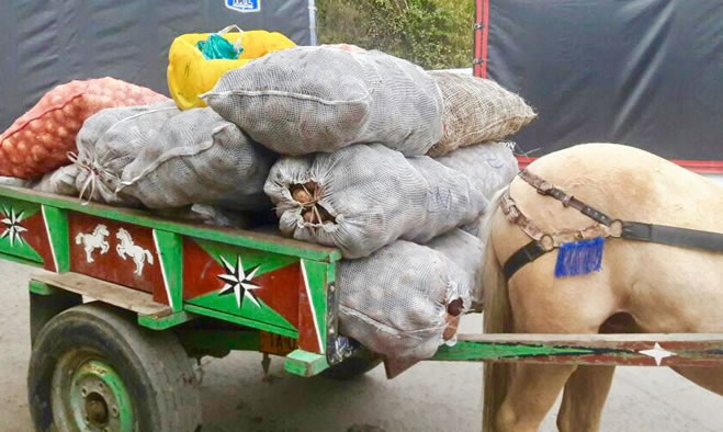 Acciones para cumplimiento del proyecto de Sustitución de Vehículos de Tracción Animal