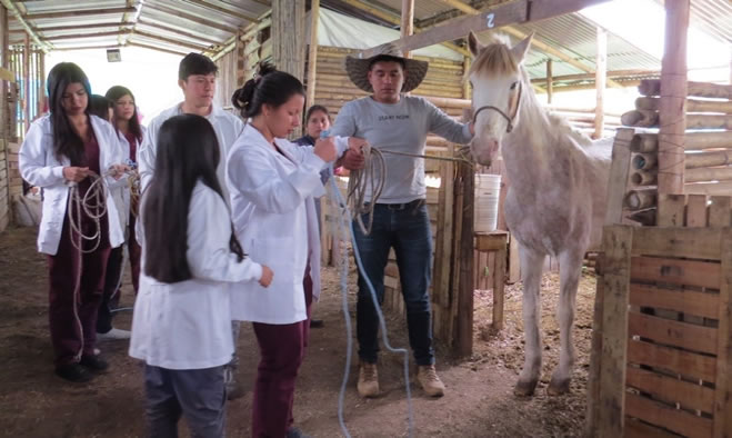 Reinicio jornadas de adopción de equinos
