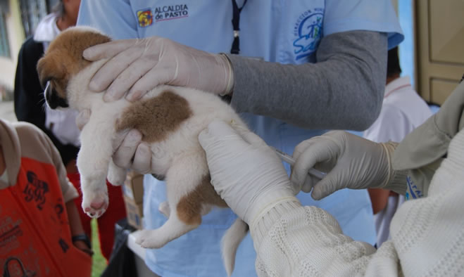 Secretaría de Salud aplicará la vacuna antirrábica a perros y gatos