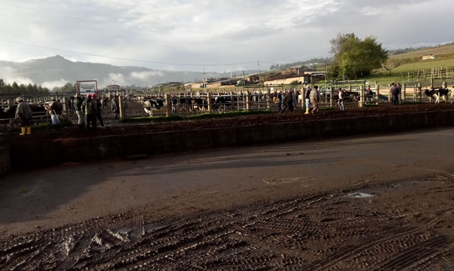 Entrega obras de adecuación plaza de feria de ganado de Jongovito