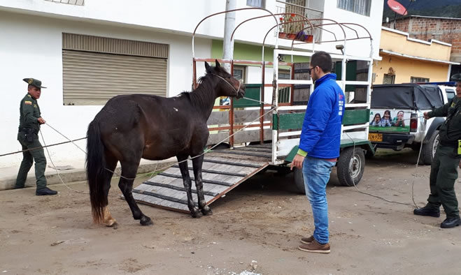 Policia ambiental decomiso de equinos