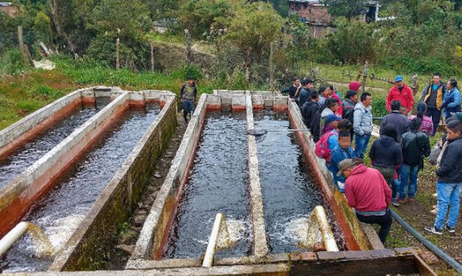 Crianza especies menores - Pasto 2019