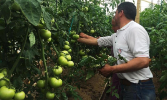 Seguridad alimentaria