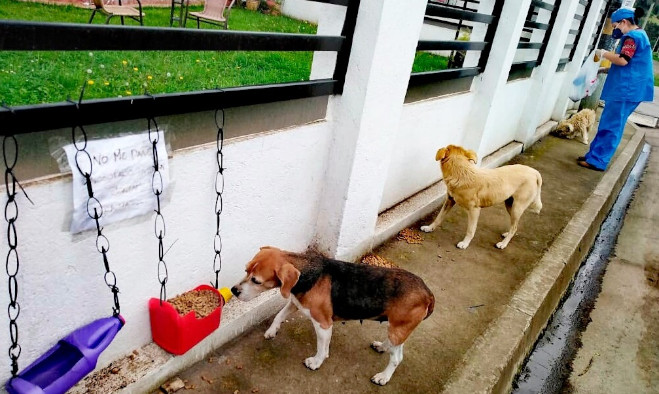 Animales en situación de calle - Pasto 2020