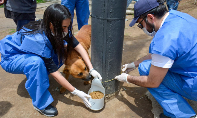 Dispensadores alimentos para animales