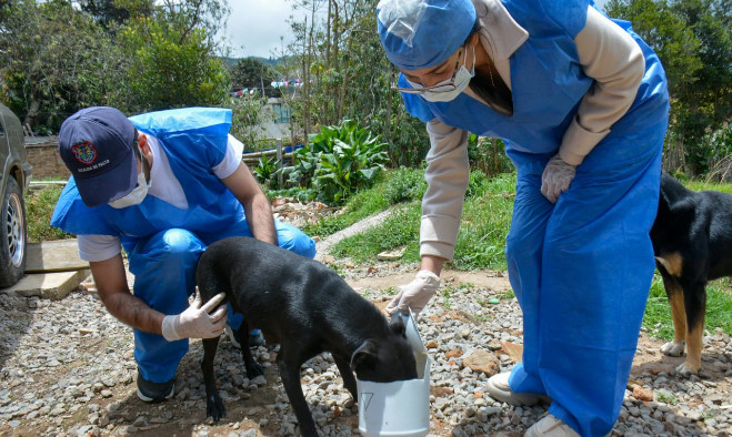 Comando animalista emergencia COVID-19
